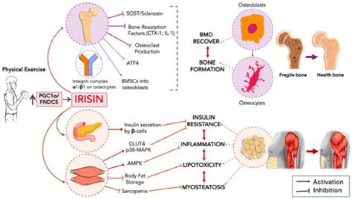 Is irisin a hormone?