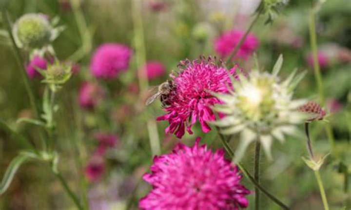 Is knautia a perennial?