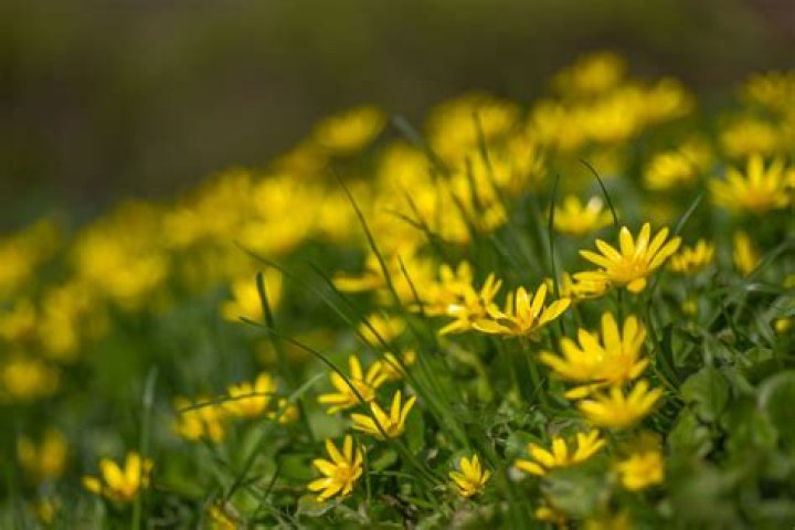 Is lesser celandine poisonous?