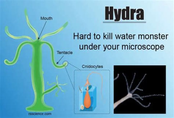 Is multicellular organism hydra?