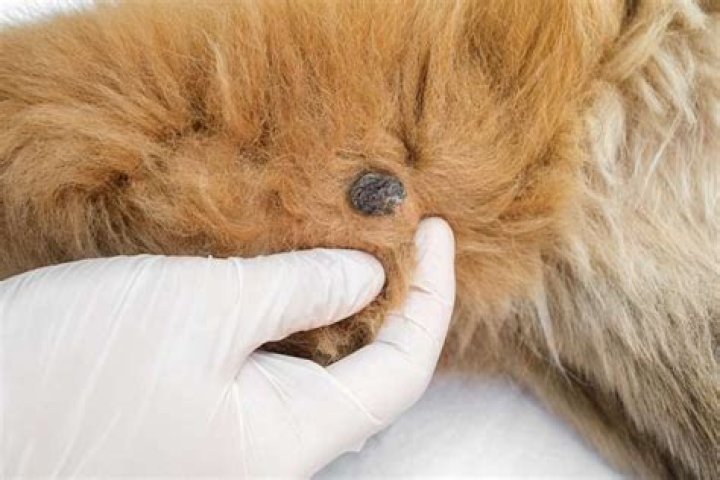 Is papillomavirus in dogs contagious?
