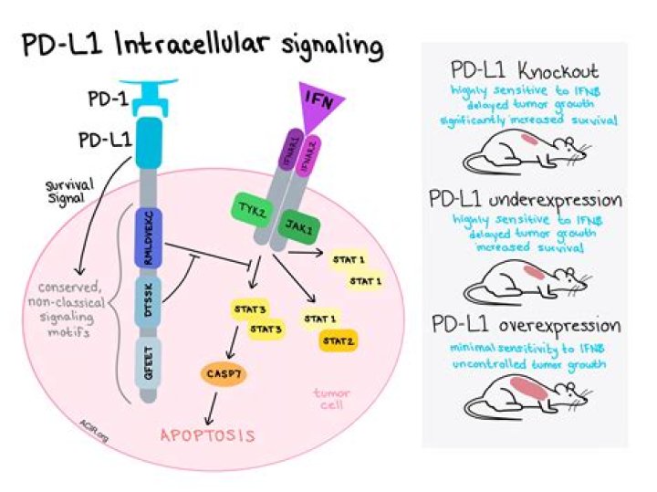 Is pd-l1 a gene?