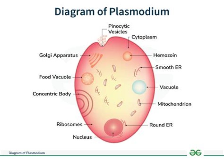 Is plasmodium a microparasite?