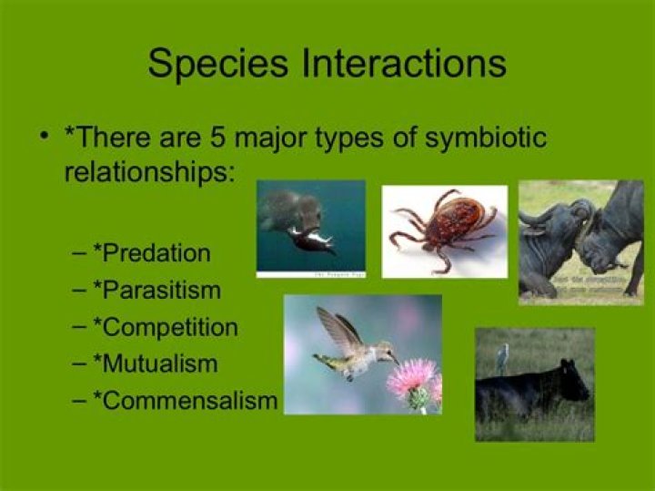 Is predation a symbiotic relationship?