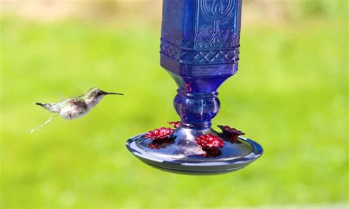Is premade hummingbird food bad?