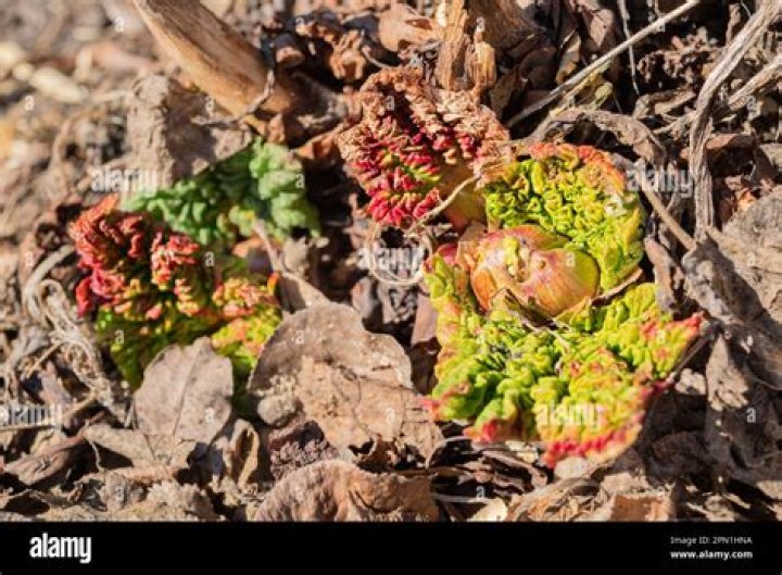 Is rheum rhabarbarum edible?