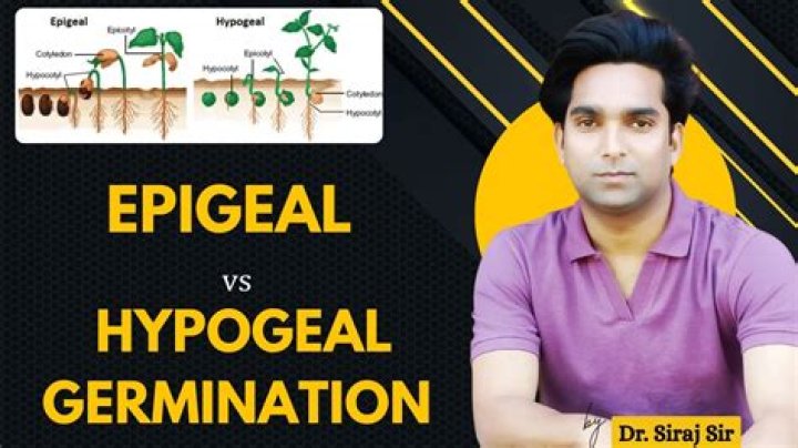 Is rice epigeal or hypogeal?