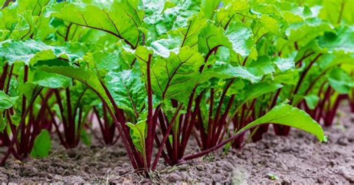 Is spinach a beet?