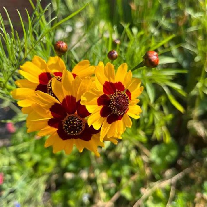 Is tickseed plant deer resistant?