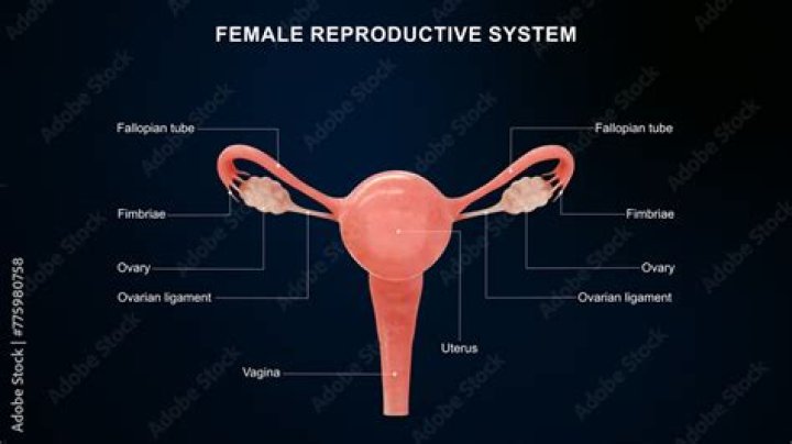 Is urethra part of female reproductive system?