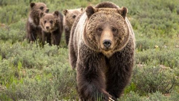 Should grizzly bears be protected?