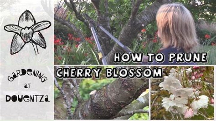 Should i prune a cherry blossom tree?
