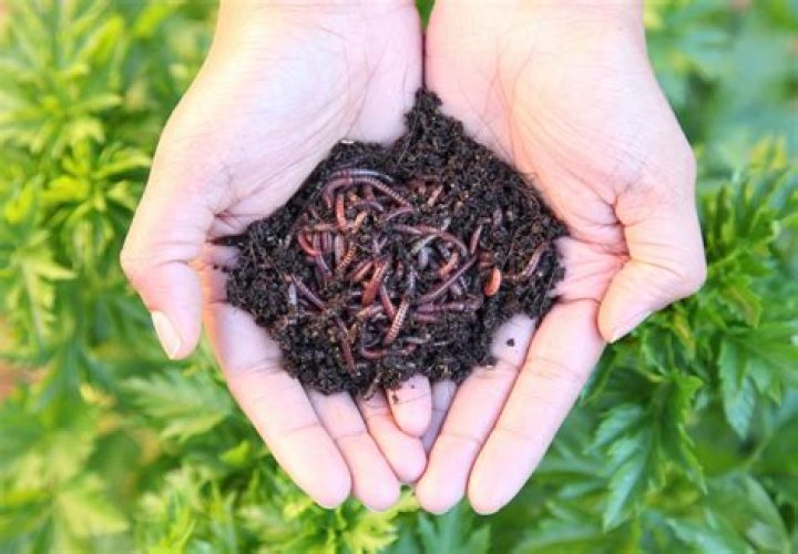 Should i sterilize worm castings?