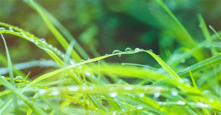 Should i water after fertilization?