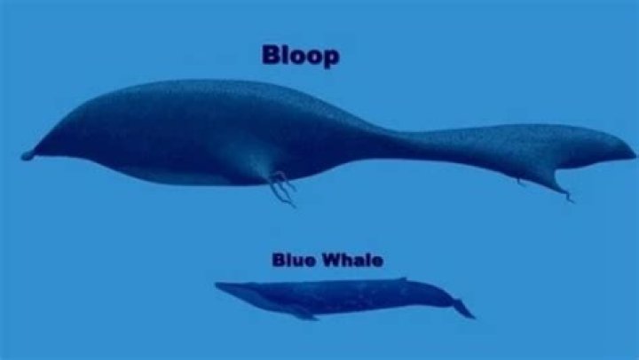 Was the bloop an animal?