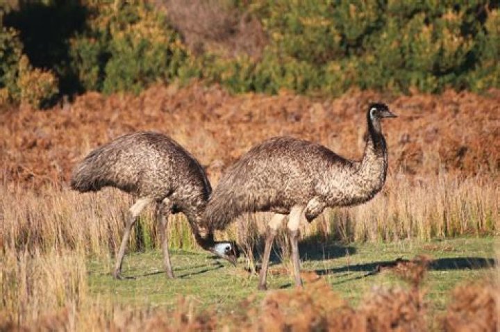 Were are emus found?
