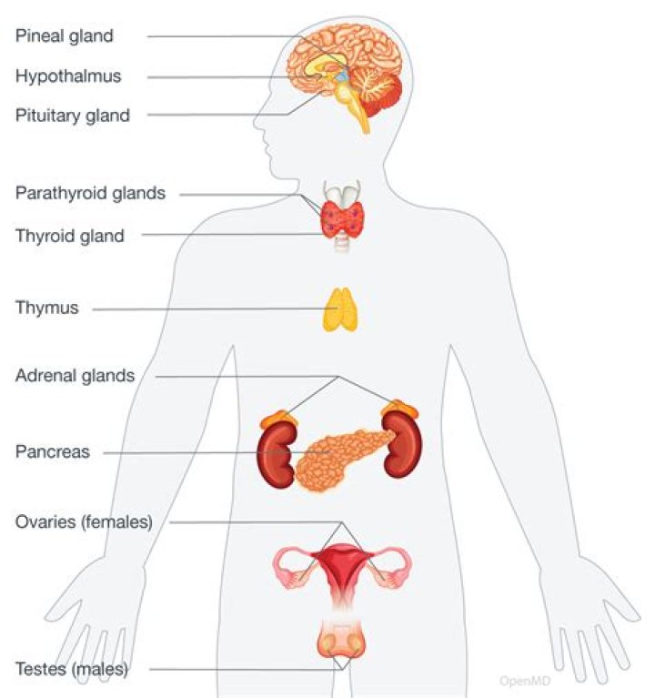 Were are glands located?
