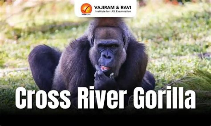 Were do cross river gorillas live?