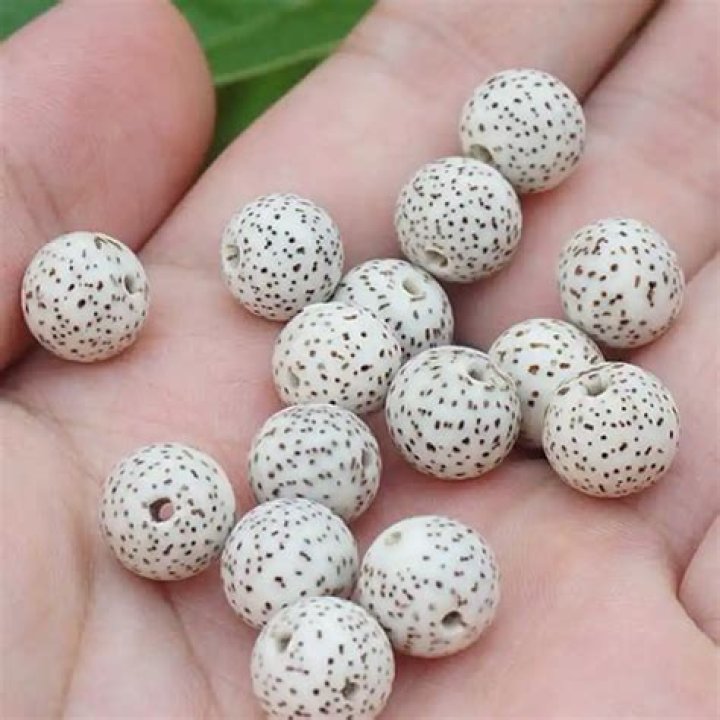 What are bodhi seeds?