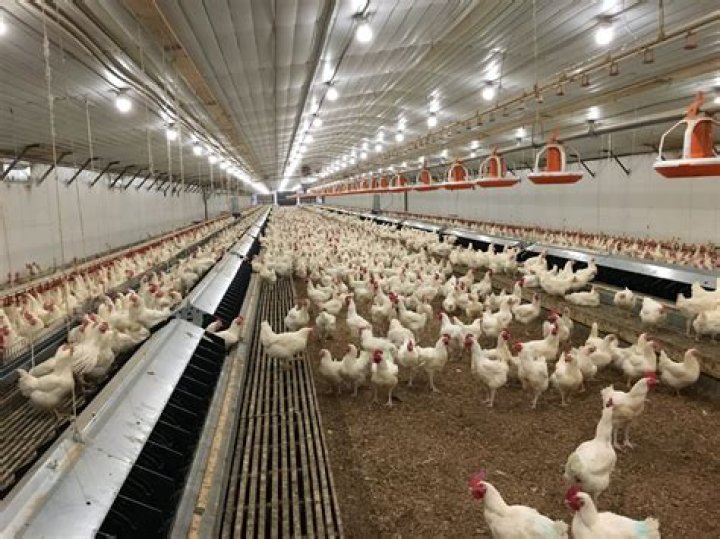 What are broilers in poultry farming?