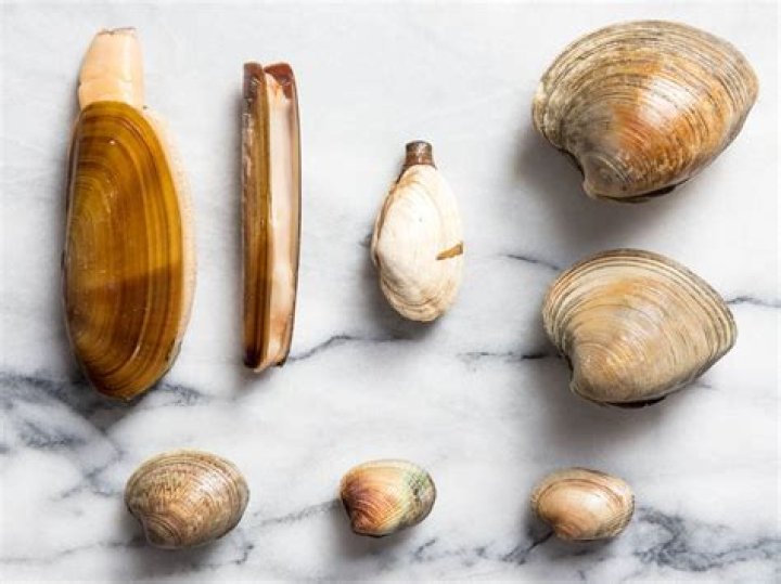 What are soft shelled clams?