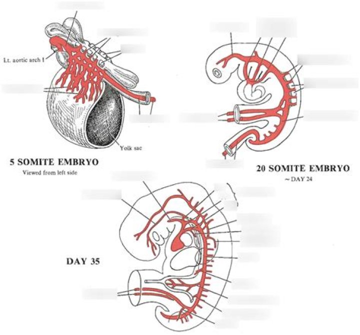 What are vitelline arteries?