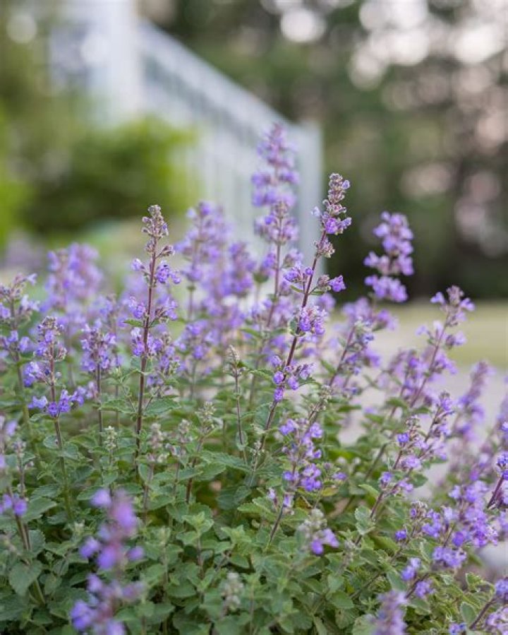 What does catmint plant look like?