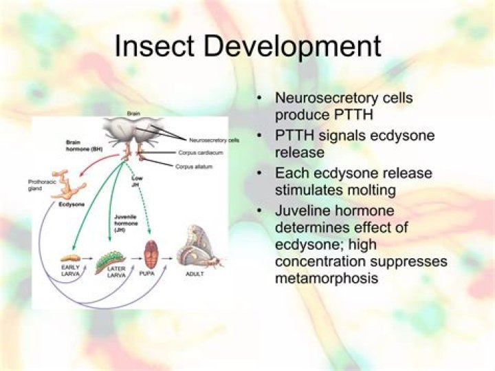 What does ecdysone mean in biology?