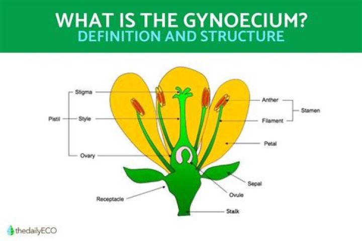 What does gynoecium mean?