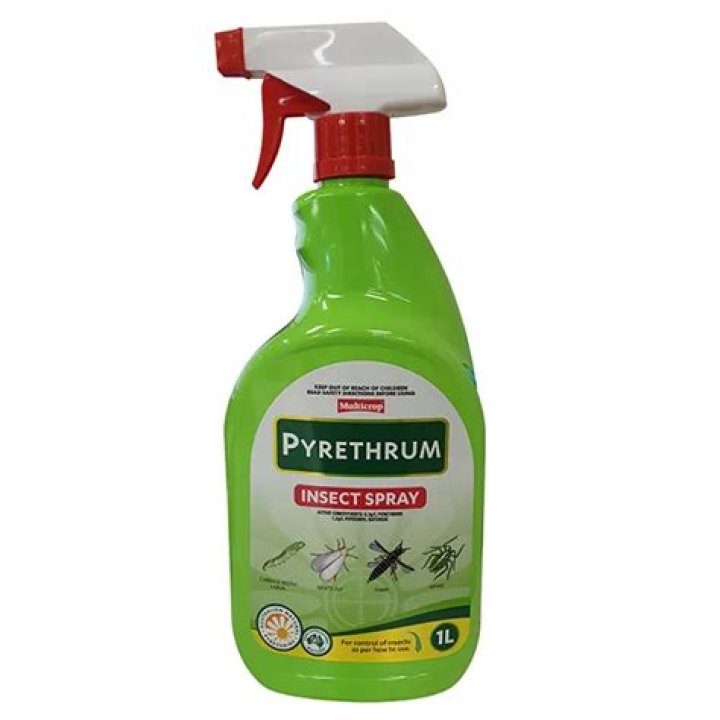 What does pyrethrum spray kill?