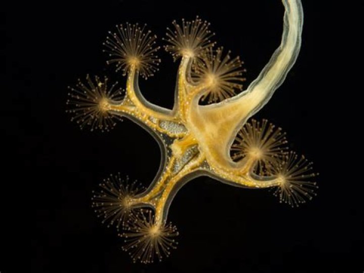 What does quadricornis mean?