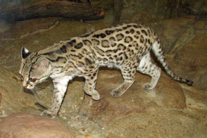 What does the margays eat?