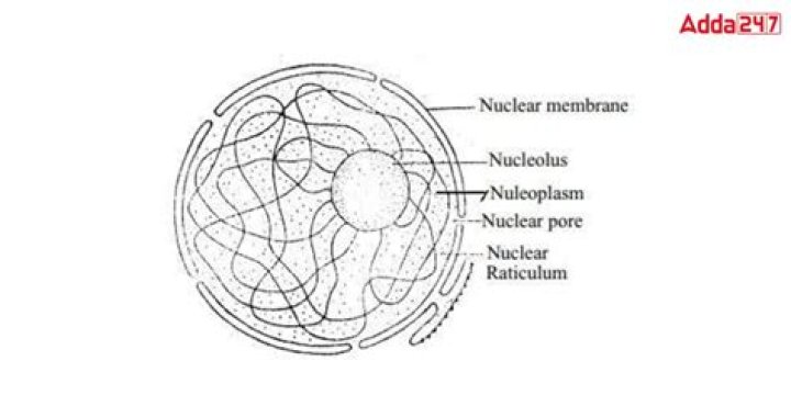 What happens when a nucleus is stabilized by emitting positrons?