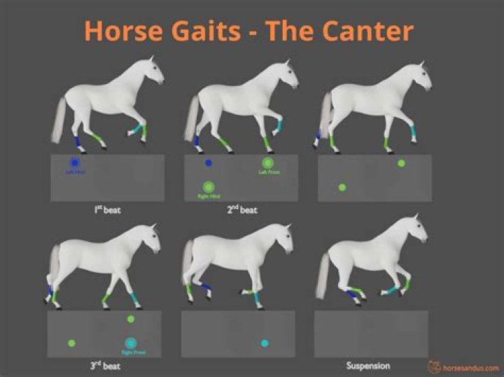 What is a canter?