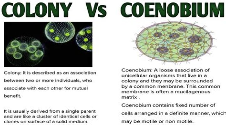 What is a coenobium colony?
