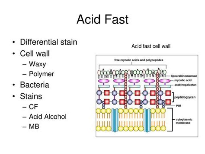 What is acid fastness?