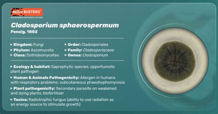 What is cladosporium sphaerospermum?