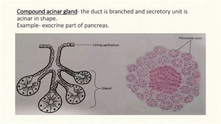 What is compound acinar gland?