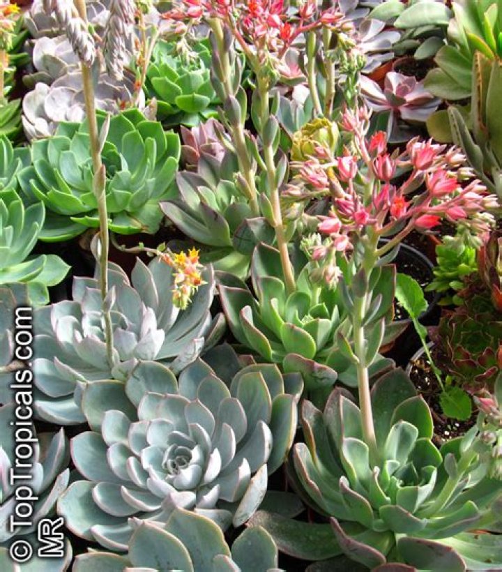 What is echeveria sp?