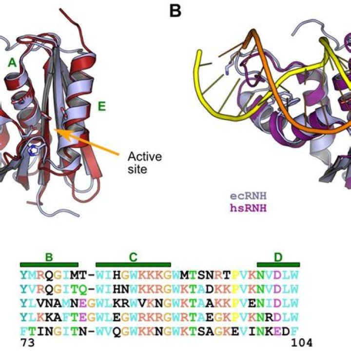 What is ribonuclease h?