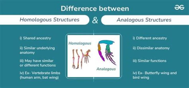 What is the meaning of homologue?