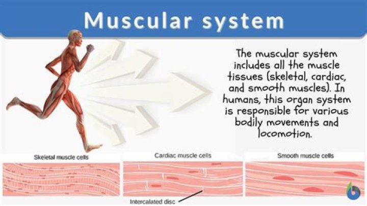What is the muscular system?