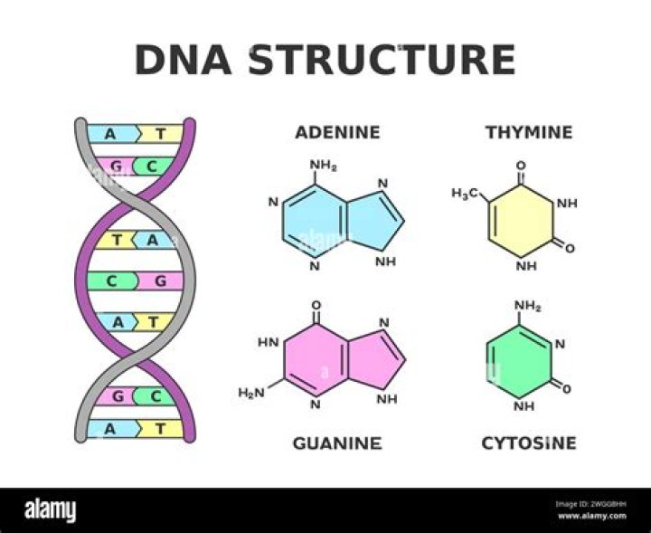 What nucleobase is paired to guanine?