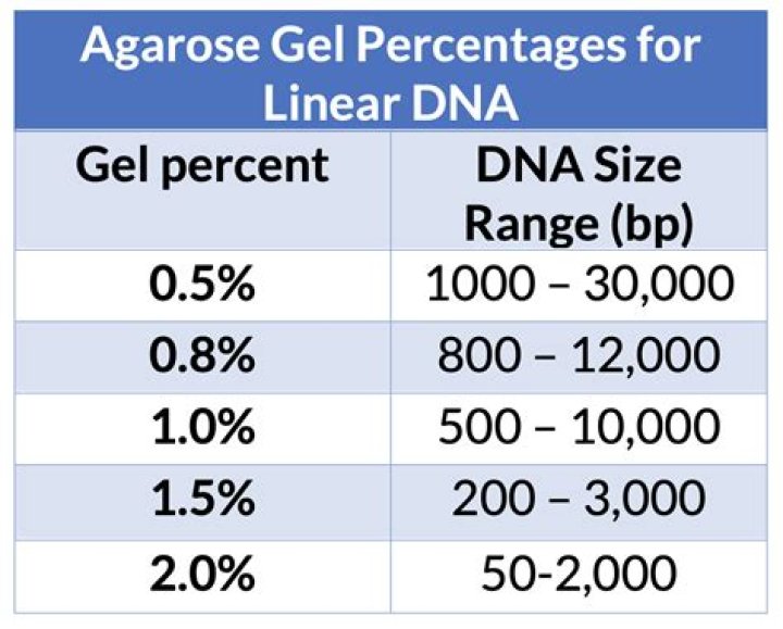 What percentage agarose gel should i use?