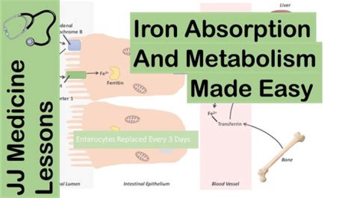 What stops absorption of iron?