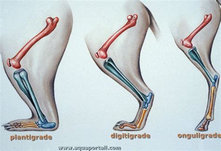 Whats a plantigrade stance?