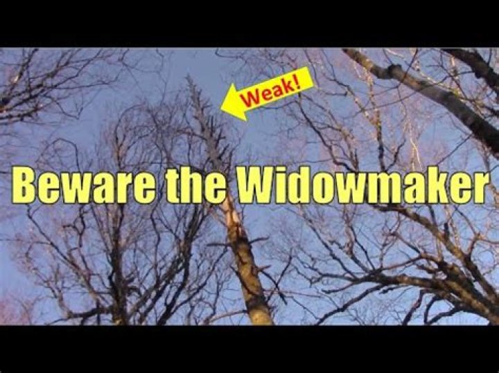 Whats a widow maker tree?