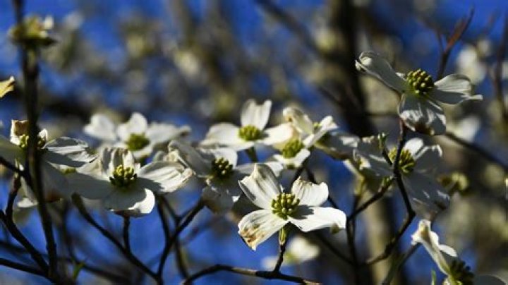 Whats after dogwood winter?