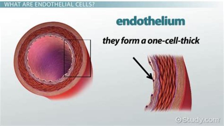 Whats an endothelial cell?