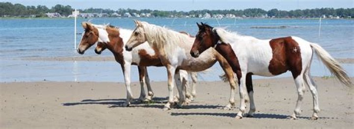 Whats open in chincoteague?